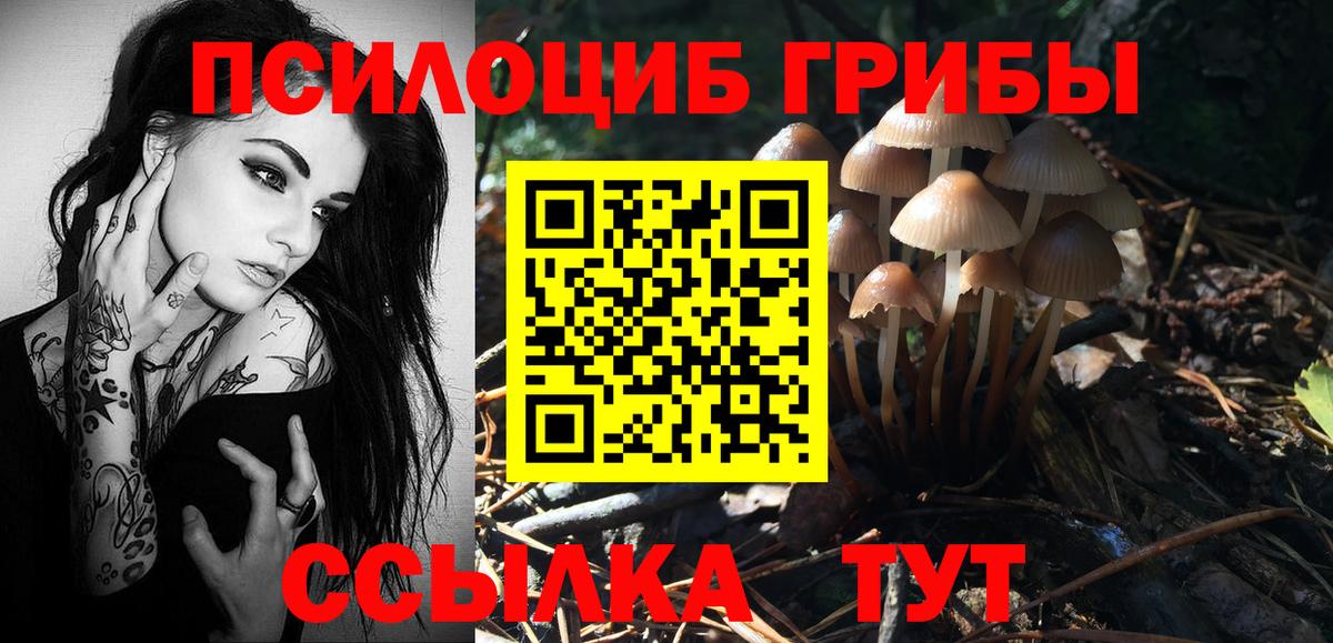Псилоцибиновые грибы Cubensis Казань